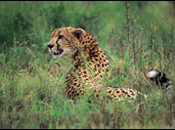 Cheetah, Amboseli, Nakuru, Masai Mara